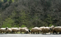 Koyunlar