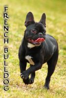 French Bulldog - Fotoraf: Emre Topak fotoraflar fotoraf galerisi. 