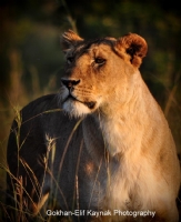 Masai Mara - Fotoraf: Gokhan Kaynak fotoraflar fotoraf galerisi. 