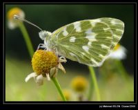 Pontia Edusa