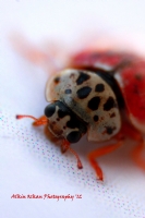 Ladybug - Fotoraf: Alkin Ozkan fotoraflar fotoraf galerisi. 