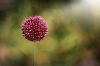 Allium Giganteum - Fotoraf: Erkan Macit fotoraflar fotoraf galerisi. 