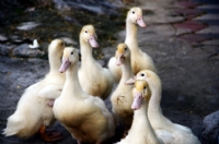 Duck Family..