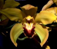 Orkide 2