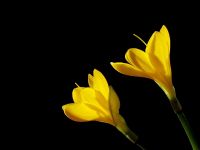 Sarı Çiğdem (sternbergia Lutea) - Fotoğraf: Ertan Ertem fotoğrafları fotoğraf galerisi. 