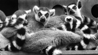 Uyank Lemur :) - Fotoraf: Erkan Kaya fotoraflar fotoraf galerisi. 