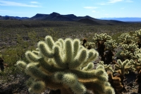 Cholla Cactus