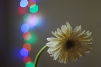 Blossom Light - Fotoraf: Ferzan Ugurdag fotoraflar fotoraf galerisi. 