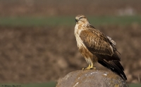 Kzl ahin Long-legged Buzzard / Buteo Rufinus - Fotoraf: Menderes Atay fotoraflar fotoraf galerisi. 