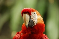 Kırmızı Ara Papağanı