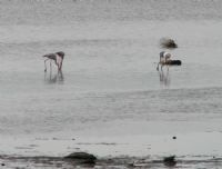 Flamingo Ailesi - Fotoraf: Tahir Badatl fotoraflar fotoraf galerisi. 