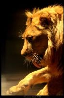 Aslan