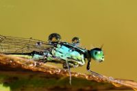 Kızböceği - Fotoğraf: Adem Yağız fotoğrafları fotoğraf galerisi. 