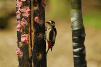 Agac Kakan (woodpecker)