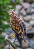 Kaya Kartal- Golden Eagle - Fotoraf: Uur Yavuz fotoraflar fotoraf galerisi. 