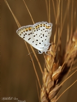 sli Bakrgzeli (lycaena Tityrus) - Fotoraf: Abdullah Sar fotoraflar fotoraf galerisi. 