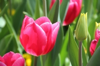 Laler-tulips - Fotoraf: Kenan Yapc fotoraflar fotoraf galerisi. 