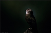 Benekli Sinekkapan Spotted Flycatcher / Muscicapa - Fotoraf: Menderes Atay fotoraflar fotoraf galerisi. 
