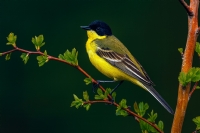 Sar Kuyruk Sallayan - Fotoraf: Sami Geyikci fotoraflar fotoraf galerisi. 