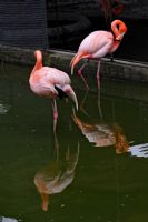 Flamingolar Ve Yansmalar
