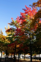 Sonbahar Renkleri - Fotoğraf: Senol Senol fotoğrafları fotoğraf galerisi. 