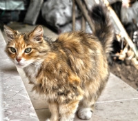 The Lonely Cat - Fotoraf: Gokhan Kavadar fotoraflar fotoraf galerisi. 