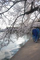 Cherry Blossom - Fotoraf: Yasemin Plt fotoraflar fotoraf galerisi. 