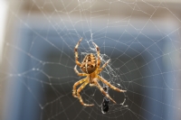 Spider - Fotoraf: Mikail Cobanoglu fotoraflar fotoraf galerisi. 