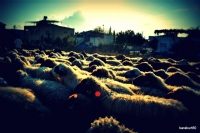 Koyunlar - Fotoraf: Mustafa Karakurt fotoraflar fotoraf galerisi. 