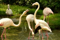 Flamingo - Fotoraf: Taner Edige fotoraflar fotoraf galerisi. 
