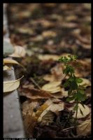 Sonbaharda ’ Yeil ’ - Fotoraf: Turgay afak fotoraflar fotoraf galerisi. 
