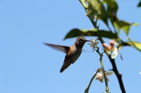 Hummingbird - Fotoraf: Ismet Unal fotoraflar fotoraf galerisi. 