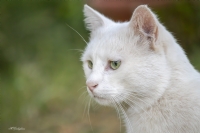 Beyaz Kedi - Fotoraf: Mahmut alkan fotoraflar fotoraf galerisi. 