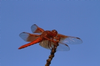 Dragon Fly - Fotoraf: Ismet Unal fotoraflar fotoraf galerisi. 