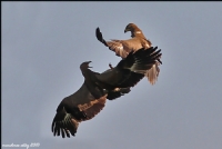 Kk Orman Kartal Lesser Spotted Eagle / Aquila - Fotoraf: Menderes Atay fotoraflar fotoraf galerisi. 