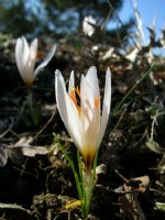 Crocus Fleischeri - Fotoraf: brahim Szen fotoraflar fotoraf galerisi. 