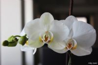 Beyaz Orkide - Fotoraf: Nil Dem fotoraflar fotoraf galerisi. 