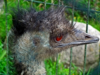Tiki Emu - Fotoraf: Levent Bayram fotoraflar fotoraf galerisi. 