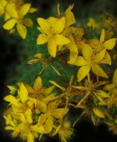 Fractal Yellow Contumacy - Fotoraf: Atlm Glen fotoraflar fotoraf galerisi. 