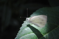 Beyaz Kelebek - Fotoraf: Hakan zdoan fotoraflar fotoraf galerisi. 