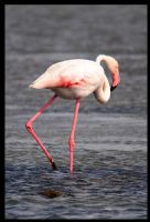 Flamingo - Fotoraf: Can zgm fotoraflar fotoraf galerisi. 