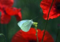 Beyaz Kelebek - Fotoraf: Bar Kksal fotoraflar fotoraf galerisi. 