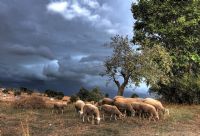 Koyunlar 2 - Fotoraf: Hdayi Tapnar fotoraflar fotoraf galerisi. 