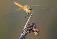 Dragonfly - Fotoraf: Erdal Balcan fotoraflar fotoraf galerisi. 