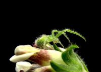 Heriaeus Graminicola (yeil rmcek) - Fotoraf: Ertan Ertem fotoraflar fotoraf galerisi. 