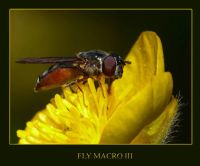 Fly Macro I