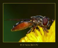Fly Macro Iv