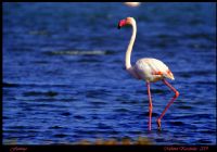 Flamingo - Fotoğraf: Mehmet Karabulut fotoğrafları fotoğraf galerisi. 