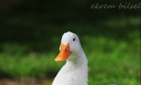 Daffy Duck Amca :) - Fotoraf: Ekrem Bilsel fotoraflar fotoraf galerisi. 