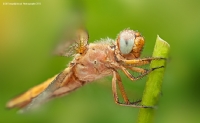 Dragonfly - Fotoraf: Regayip Koak fotoraflar fotoraf galerisi. 
